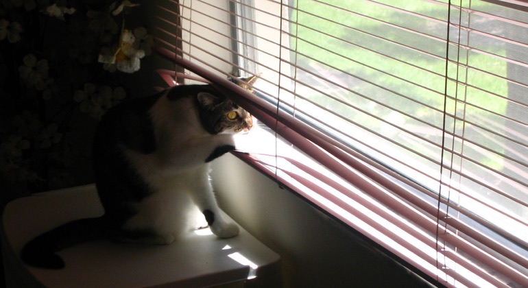 Cat peeking through metal blinds in Virginia Beach.